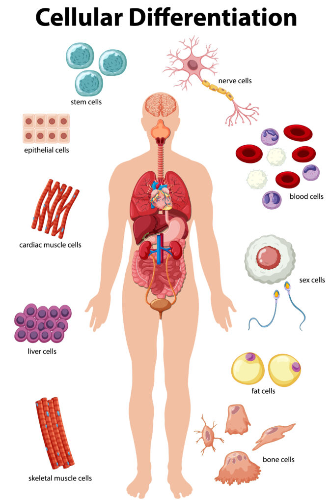 information poster of cellular differentiation