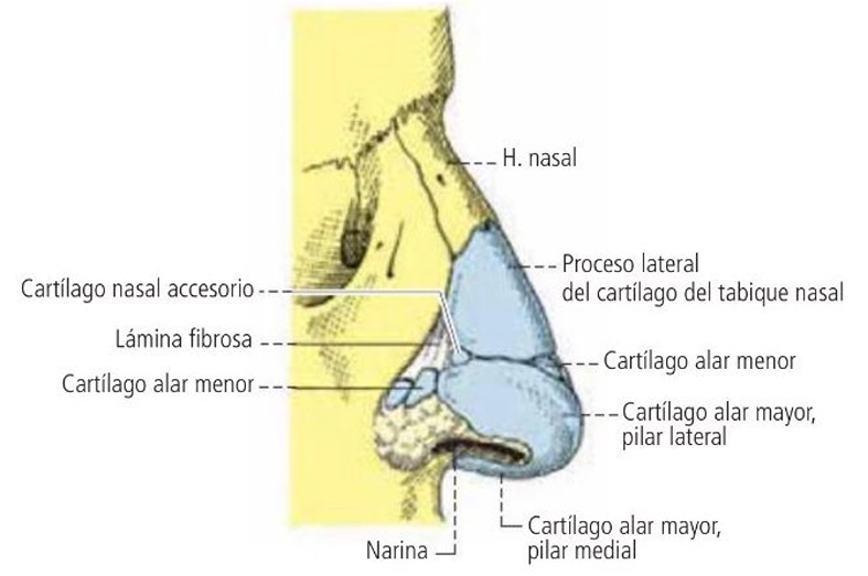 Esqueleto de la nariz, vista lateral derecha.