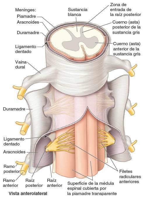 figura 1 31. médula espinal y meninges