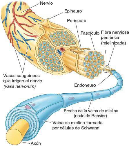 figura 1 33