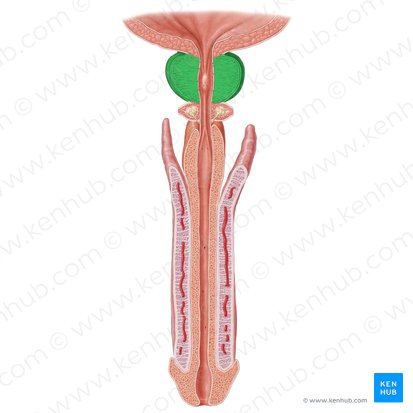 pzf1da9a8bclpp7q3hnm4w prostata 01