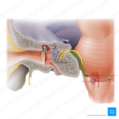 rzxr7oyesfeusrhhzixua vestibulocochlear nerve