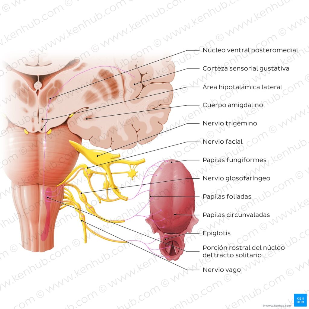 txq9g1xihzyg6fjxmguaa taste pathway simplified es
