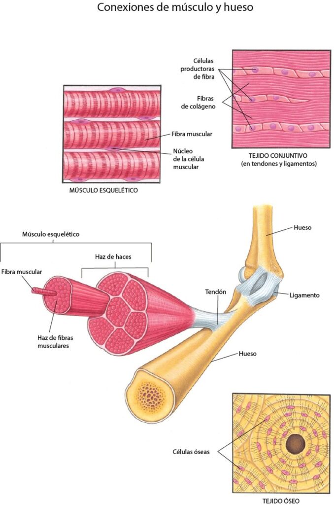 anatomic muscle bone es