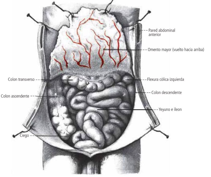 colon