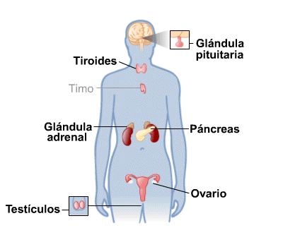 endocrinesystem sp