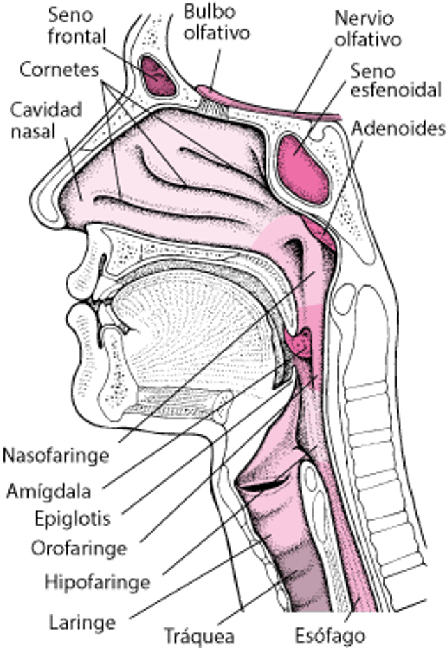 ent inside nose throat es