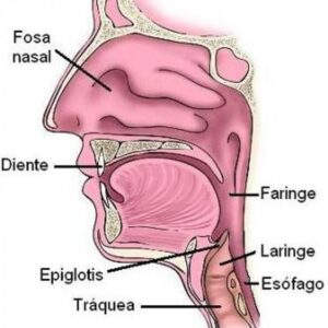 esquema faringe 768x768