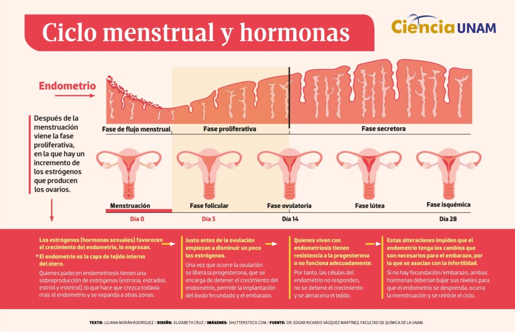 if ciclo menstrual 27112024