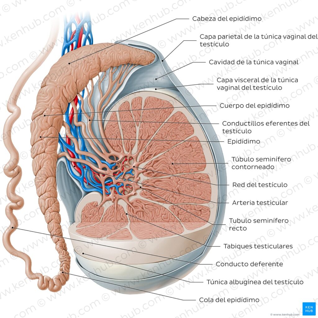 lecpyo3dswkncfiywqv3fq testis and epididymis es