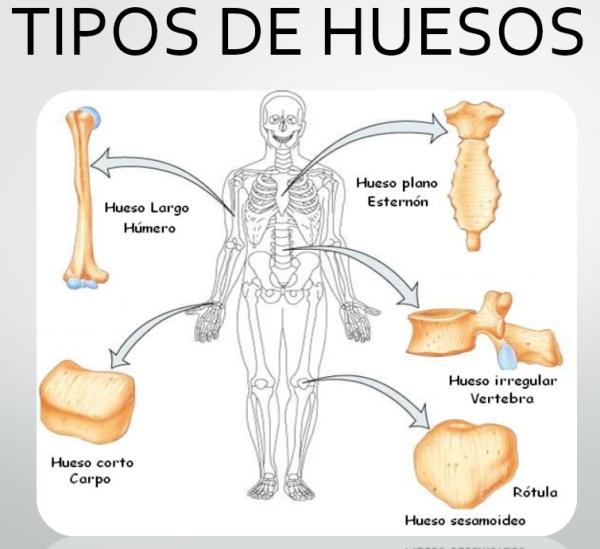 los huesos cortos 4433 2 600
