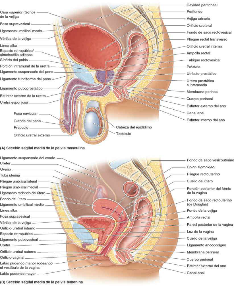 pelvis