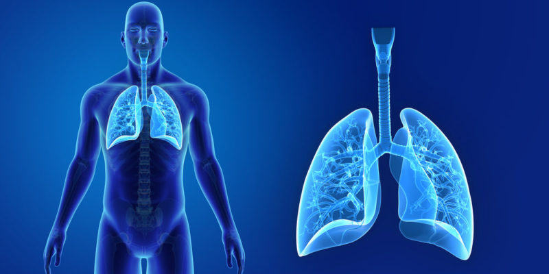 sistema respiratorio 2 e1566403147434