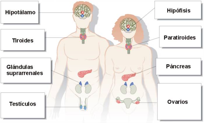 sistemaendocrinocatalaes