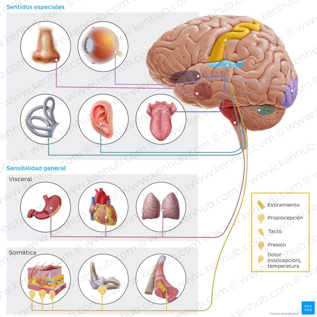 tuiwocyeybqdq5t38umq p2 functional divisions of nervous system sensation tbz es