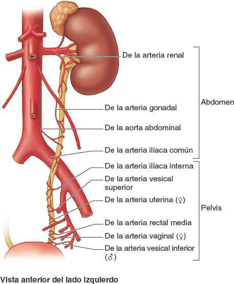 ureter