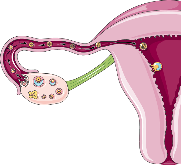 uterus 2